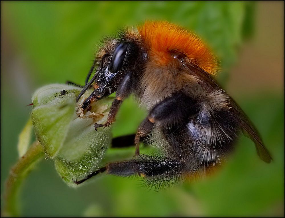 Фотография автора Виктор Парщиков