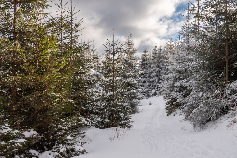 Фотография автора  Florin