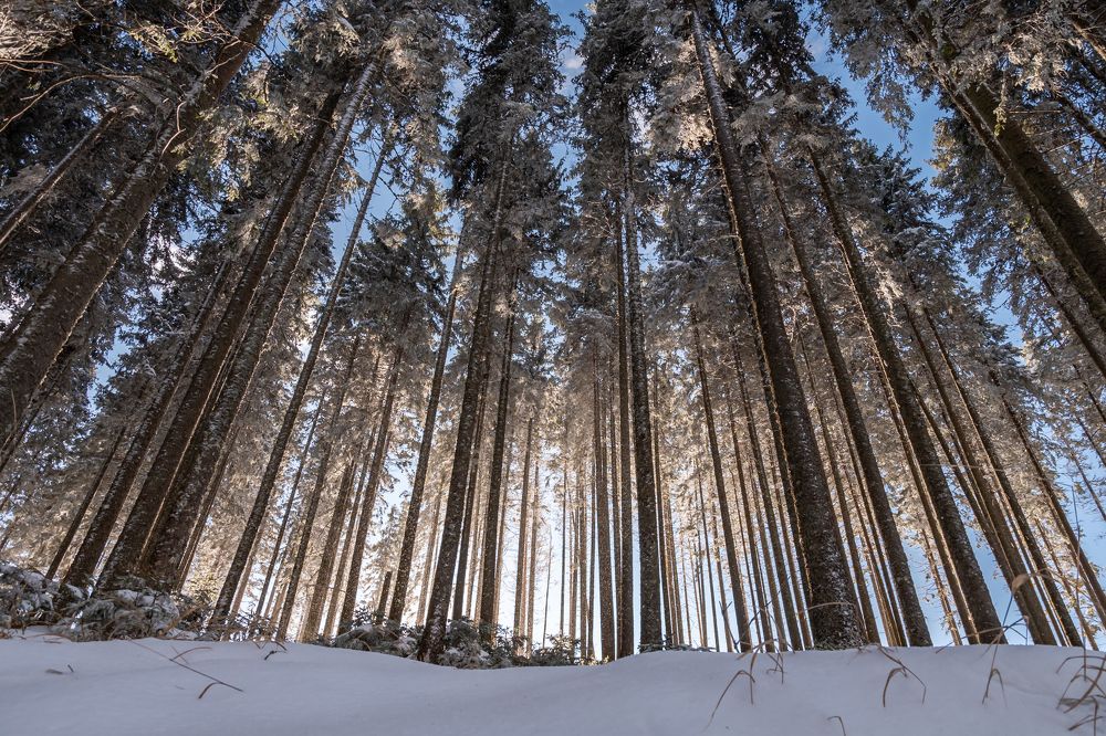 Фотография автора  Florin