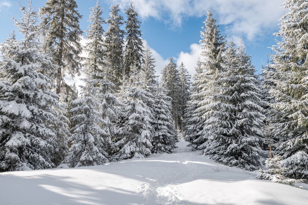 Фотография автора  Florin