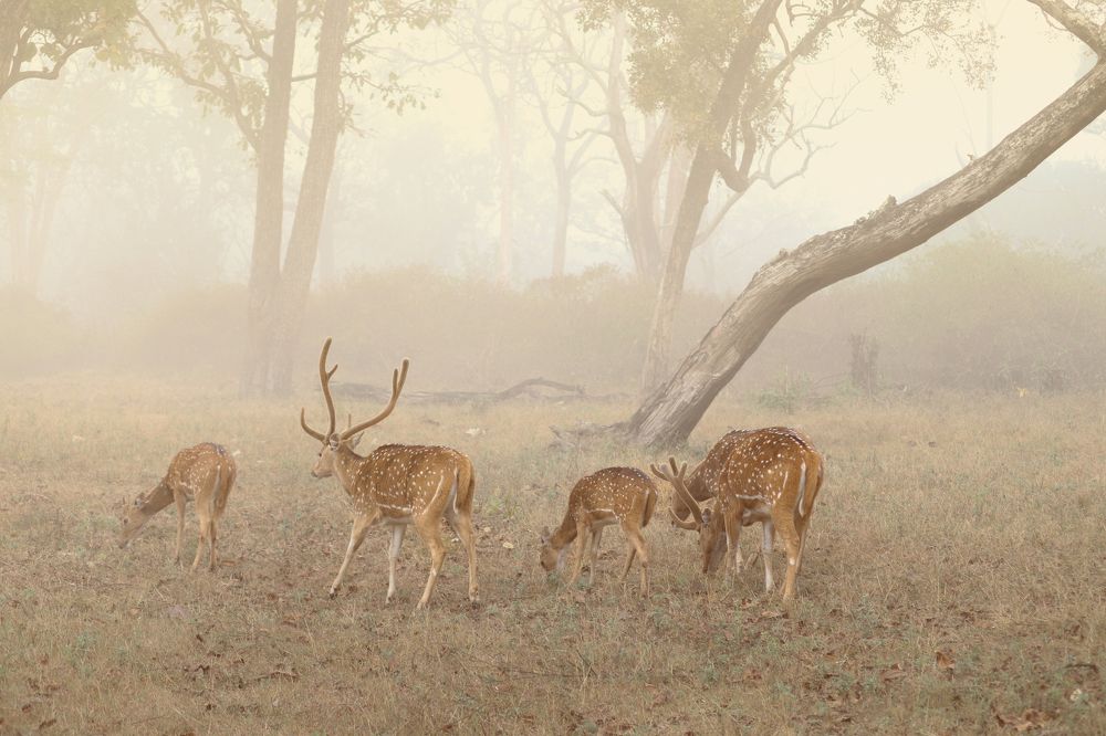 Misty morning of nilgiri