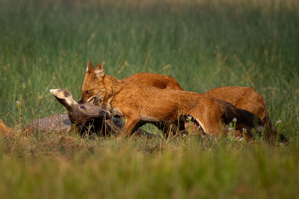 Photograph by Pranav Pula