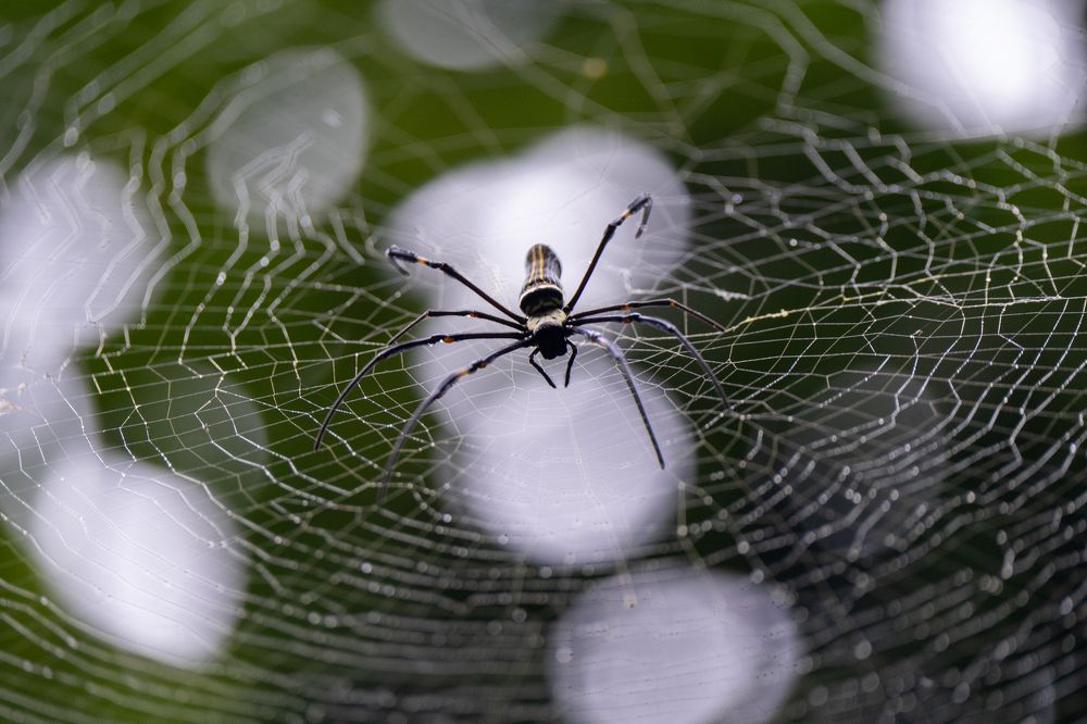 Photograph by Pranav Pula