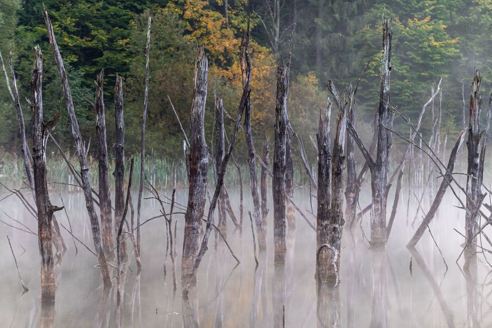 Фотография автора  Florin