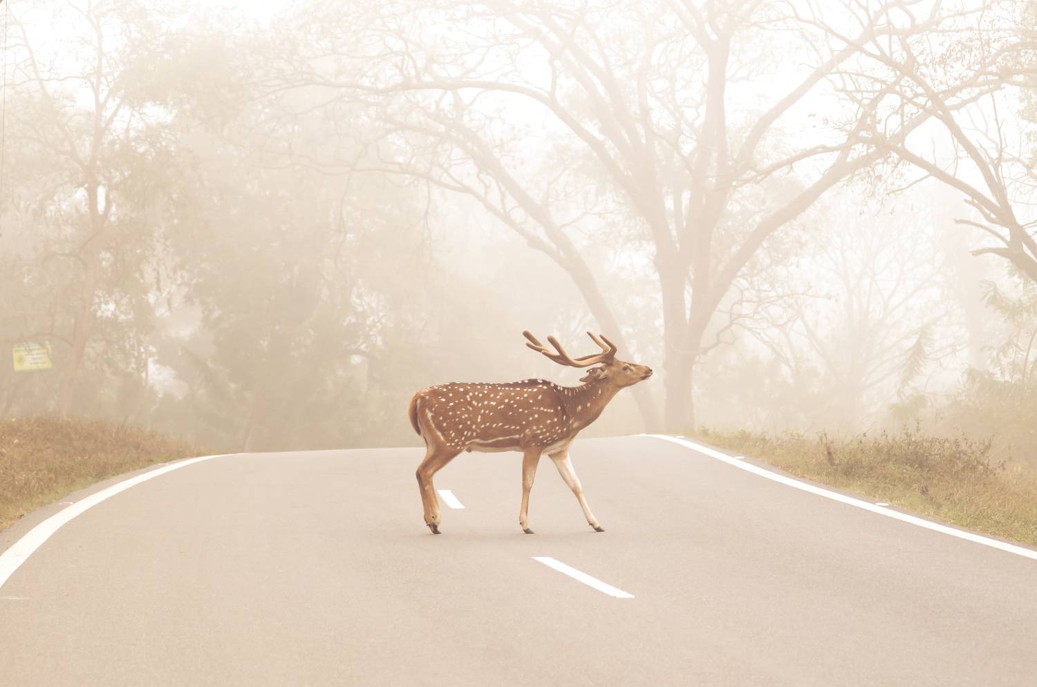 Dominant on roads