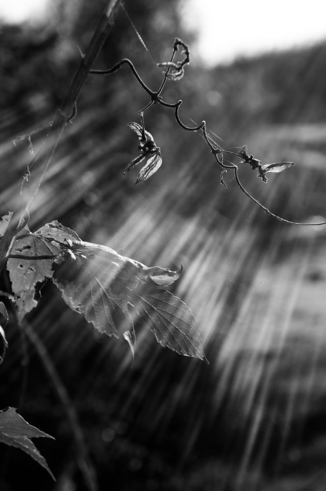 Ласки солнца.