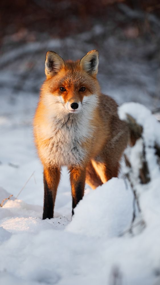 Photogenic fox
