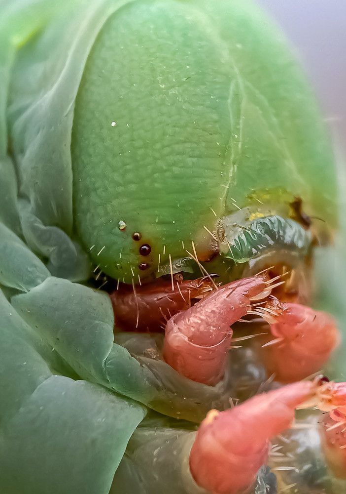 Side face of caterpillar