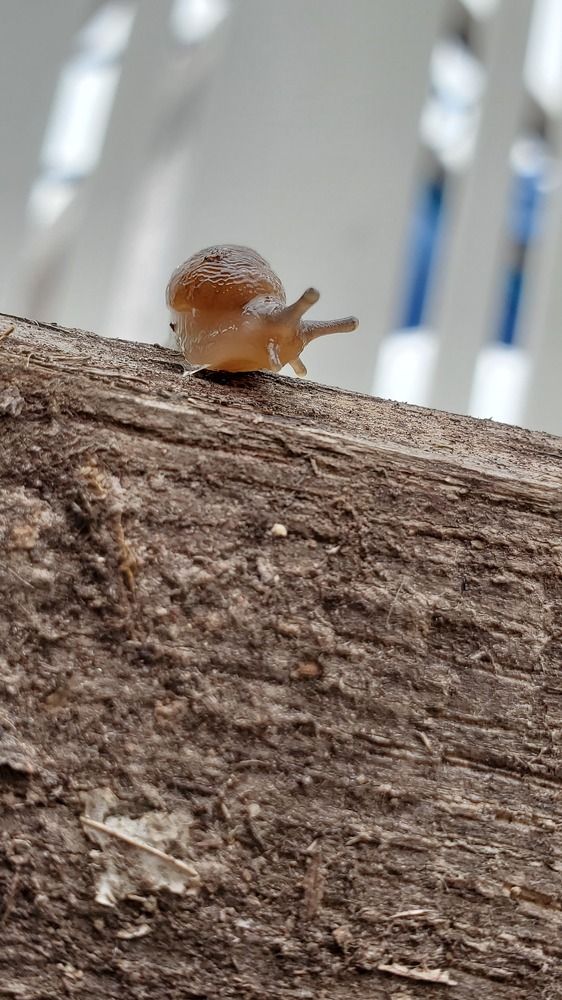 He is fast!