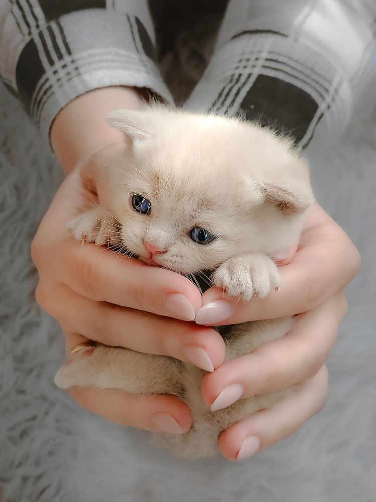 Photograph by Елена Шуть