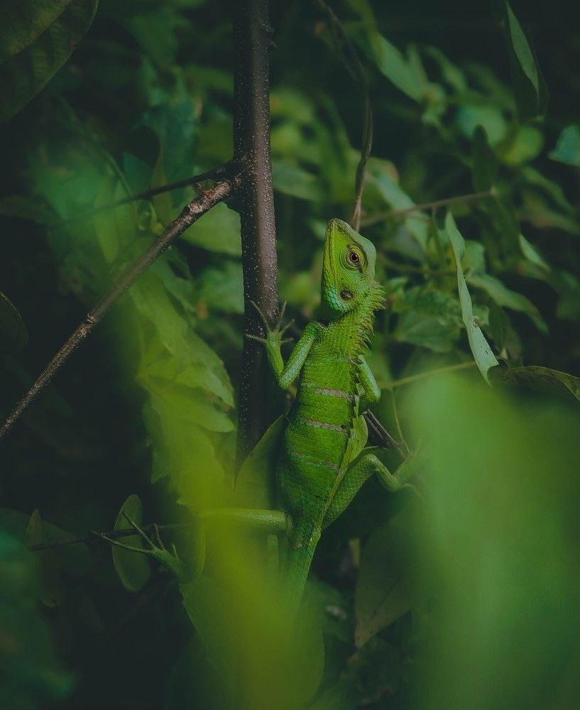 Photograph by Tharusha Dilshan