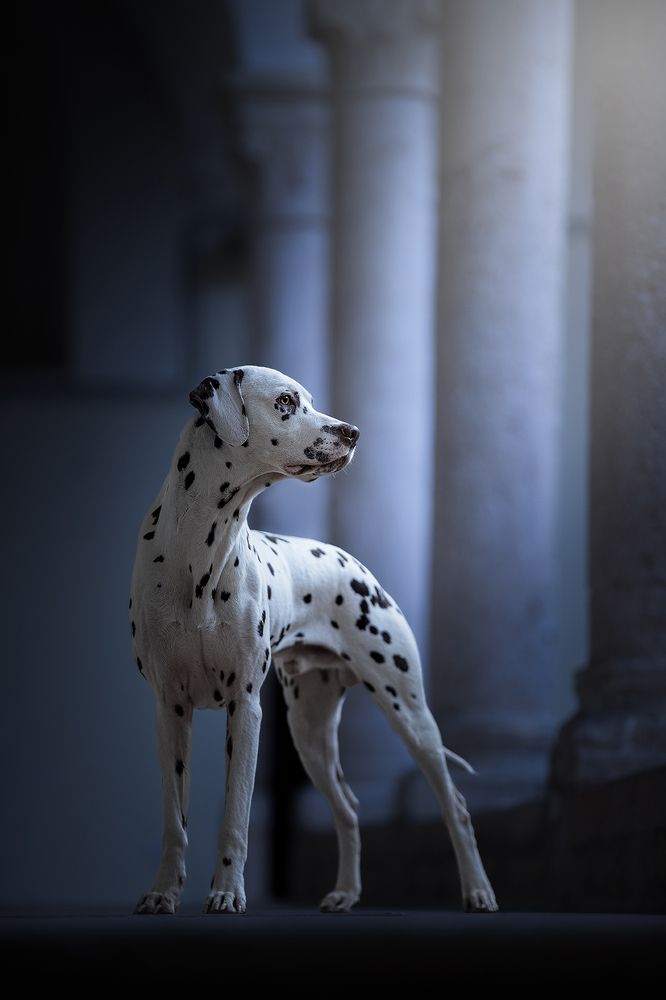 Photograph by Marcella