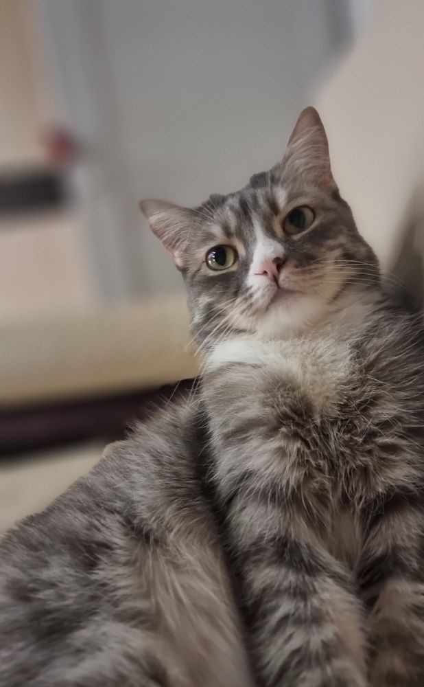 Фотография автора Елена Евтушенко