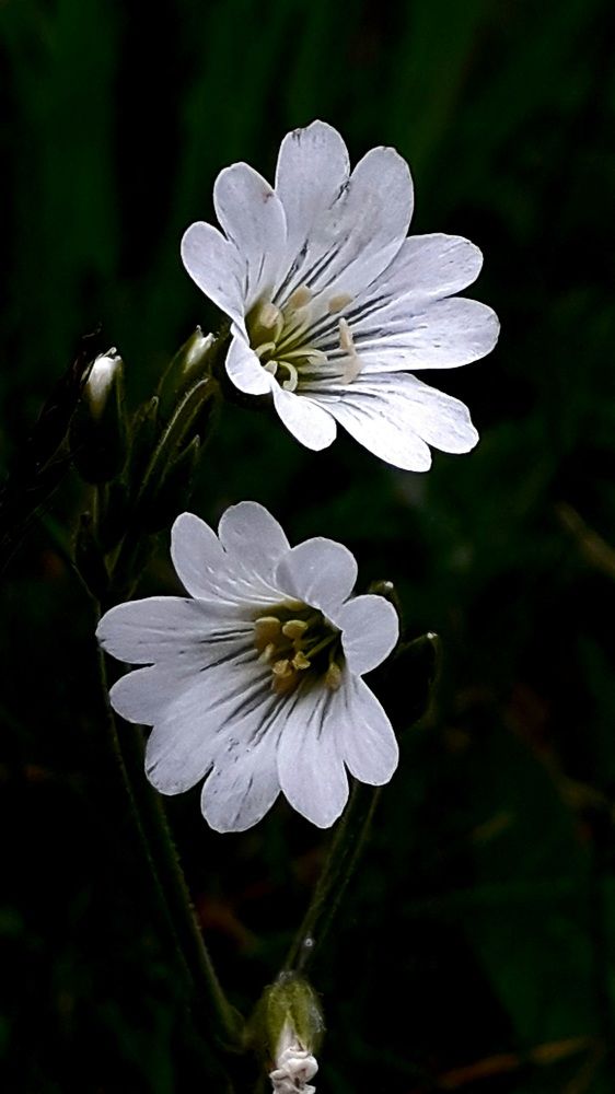 Photograph by Татьяна Солтан