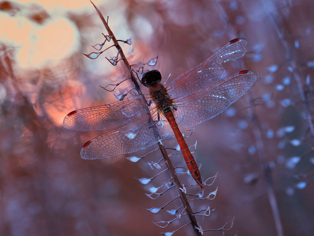 Photograph by Лукашук Евгений