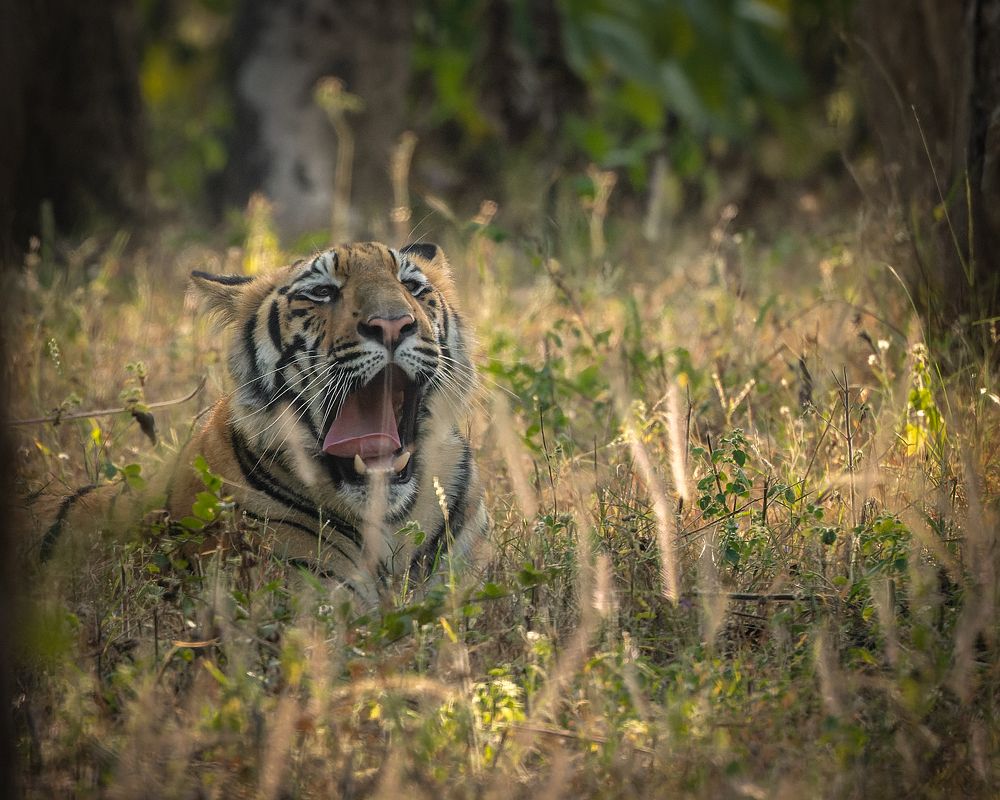 Photograph by Sahu Inc.