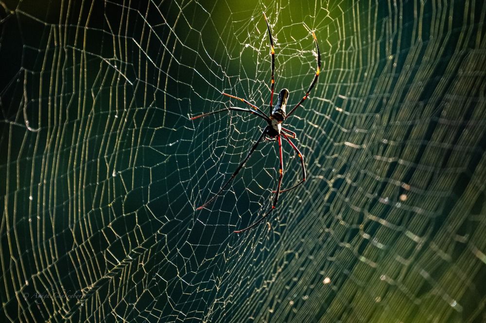 Photograph by Sahu Inc.