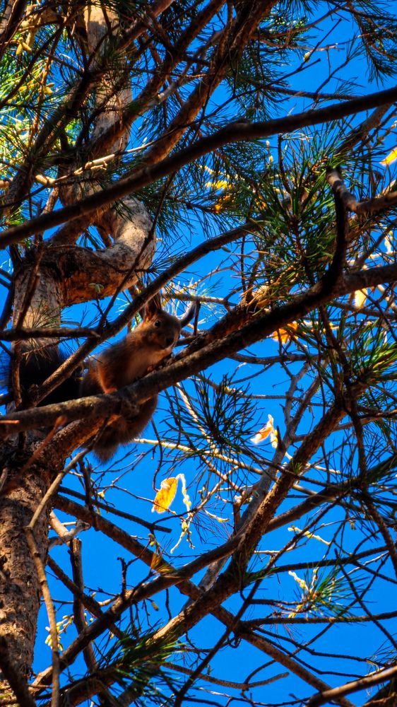 Фотография автора Всеволод Юрша