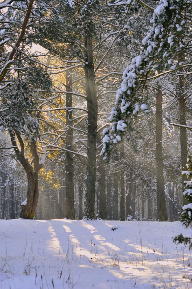Photograph by Елена Кошелева