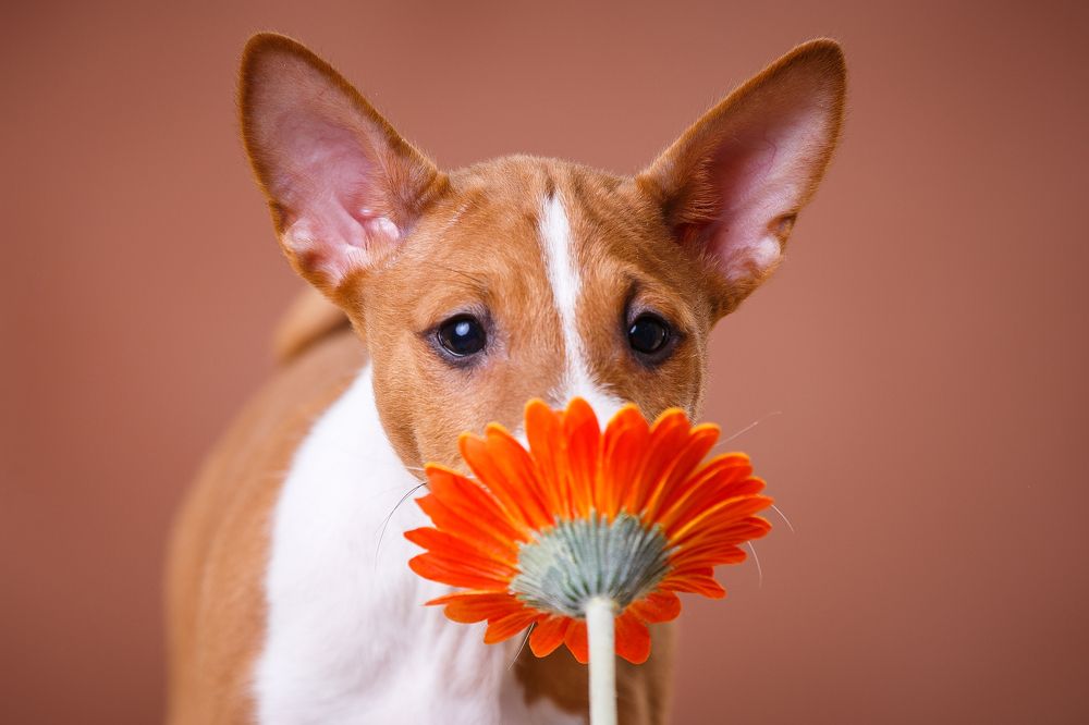 Photograph by Анна Кодряну