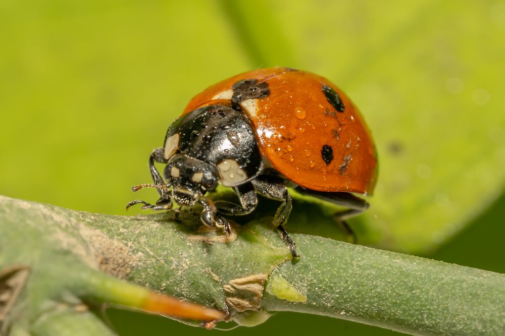 Photograph by hossein karimi laghab