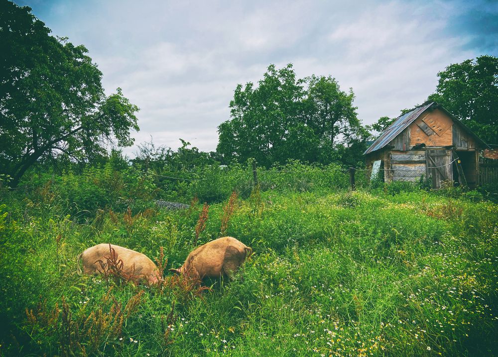 Photograph by Lana Cardi