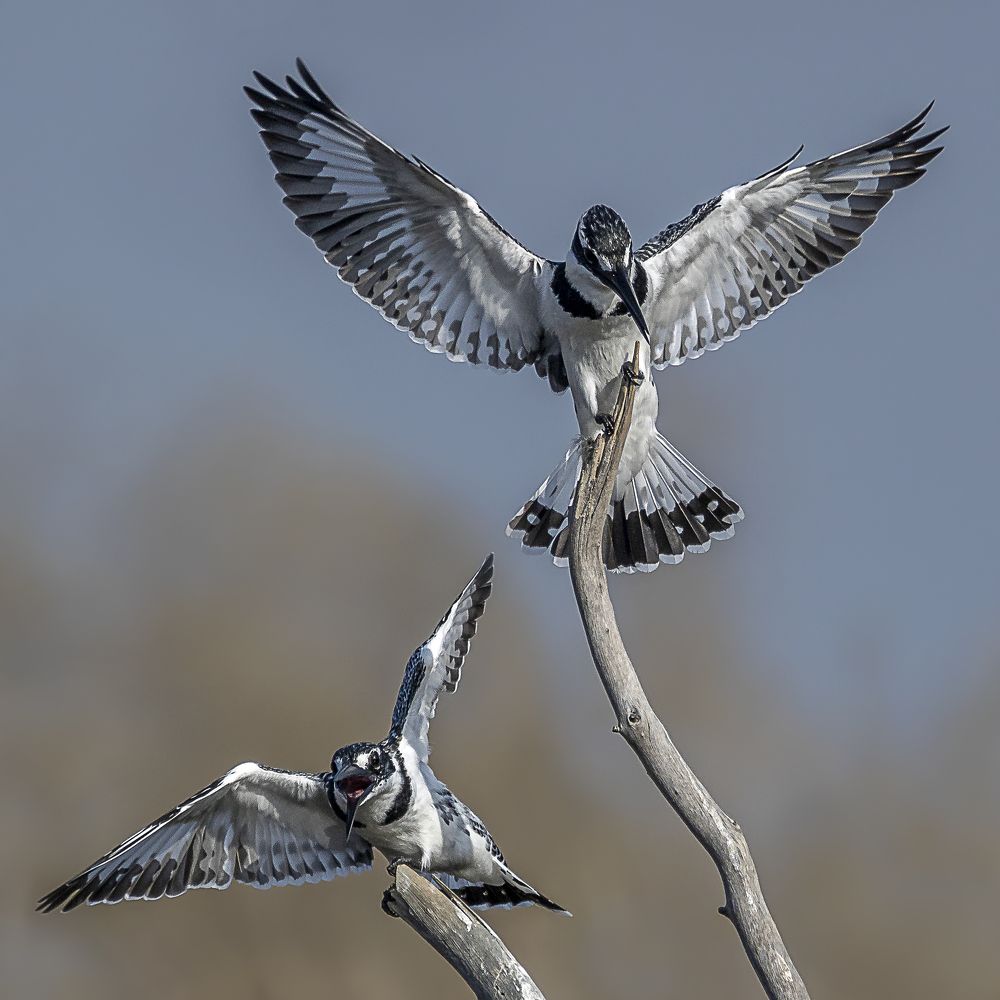 A struggle for dominance between the kingfisher.