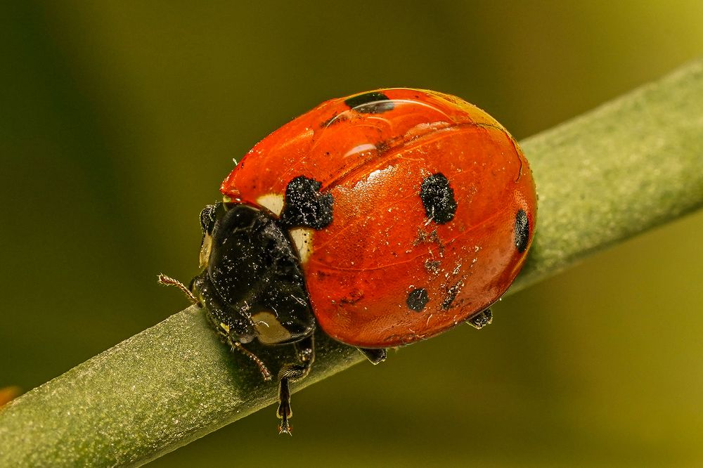 Photograph by hossein karimi laghab