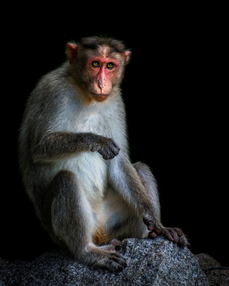 Photograph by Deepak Medisetti