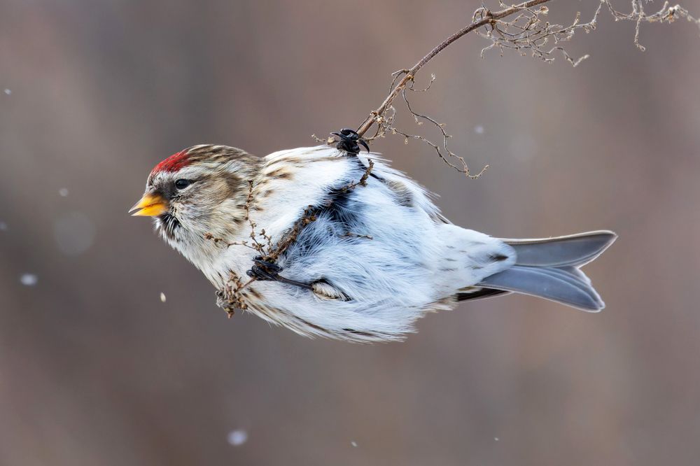 Обыкновенная чечетка. (Acanthis flammea)