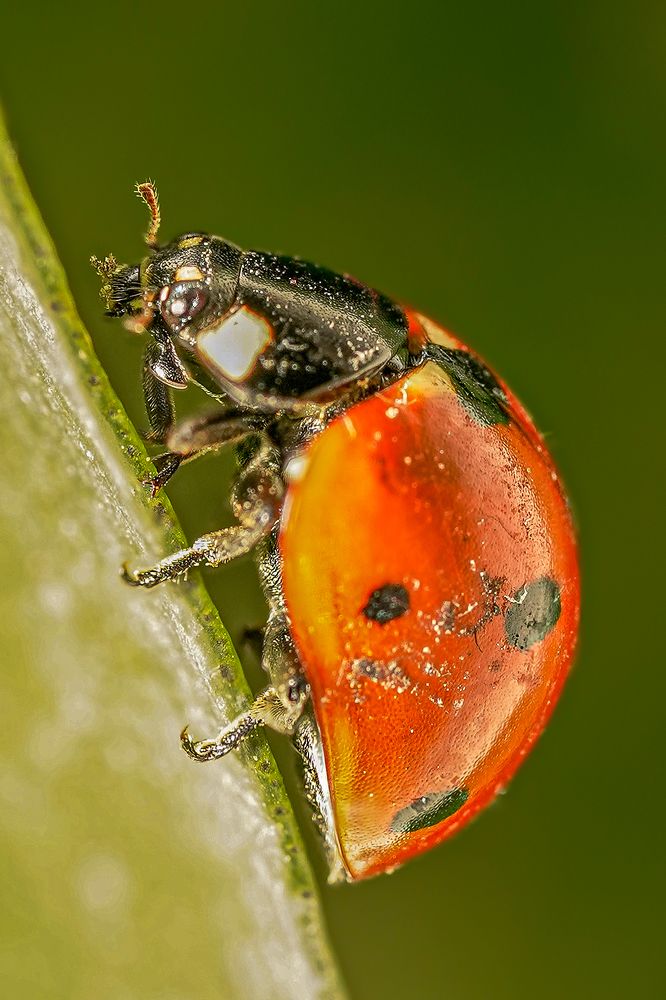 Photograph by hossein karimi laghab
