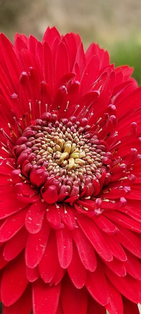 Photograph by Soma Seal Guha