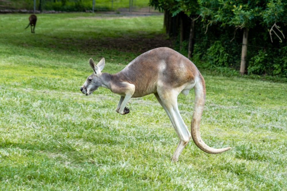 Kangaroo in Wildlife Sanctuary