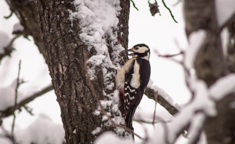 Photograph by Ариадна Подмогильная