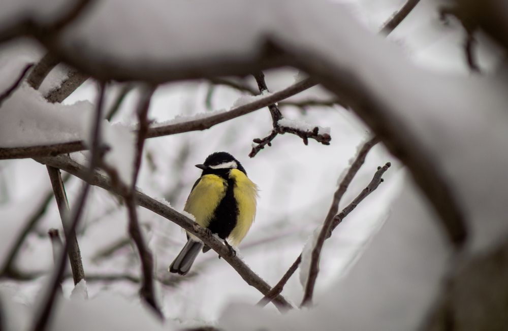 Photograph by Ариадна Подмогильная