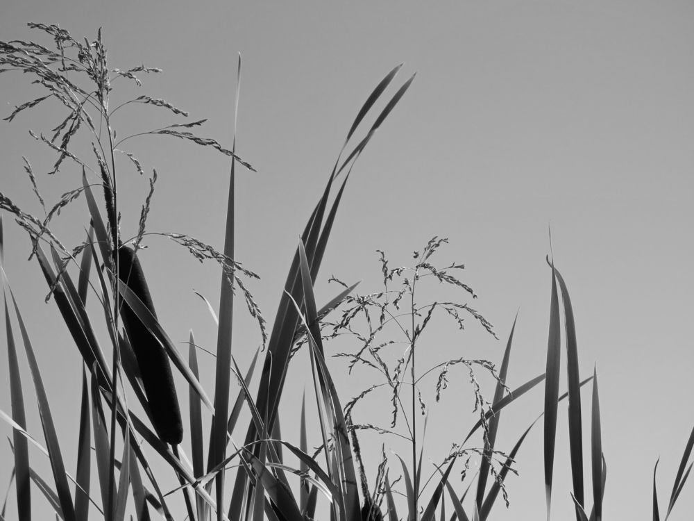 Среди болотных трав