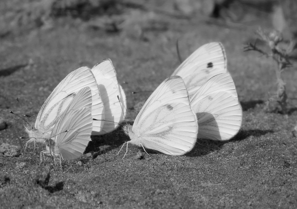 Лето! Солнце! Песок!
