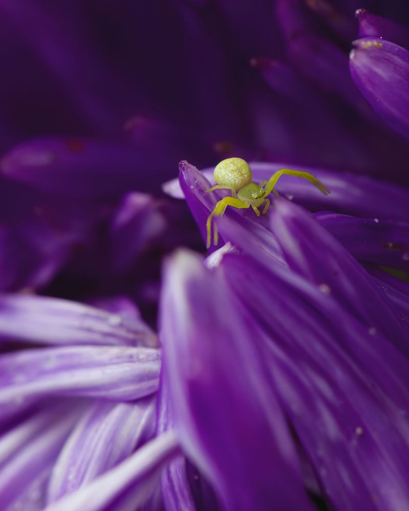 Фотография автора Александр Сурков