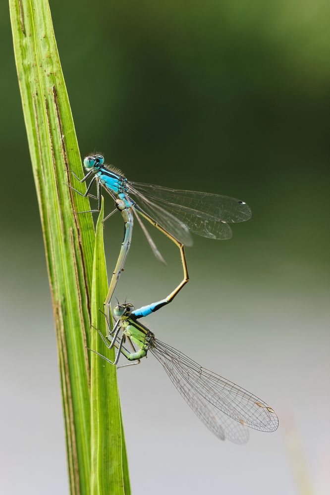 Стрекоза-стрелка