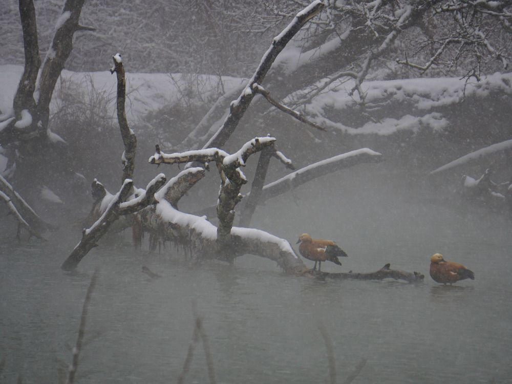 Photograph by Дмитрий Лобанов