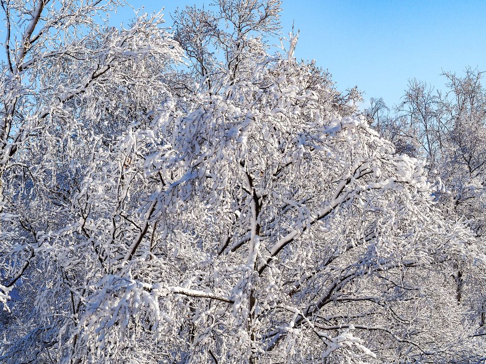 Фотография автора Olena Vorotyntseva
