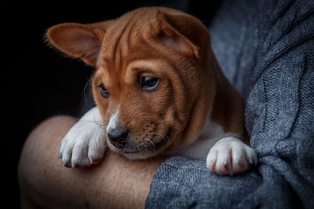 Фотография автора Вострецов Иван