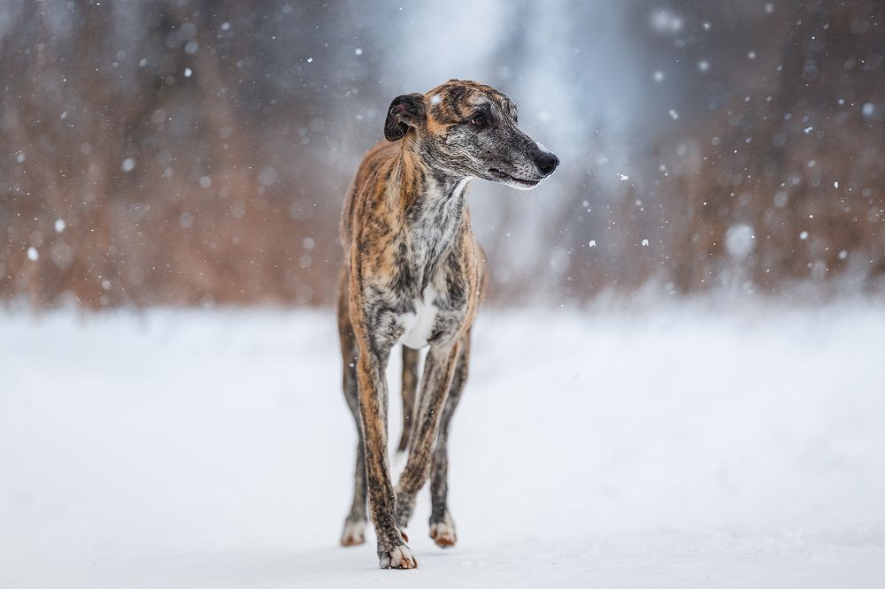 Photograph by Шитиков Владимир