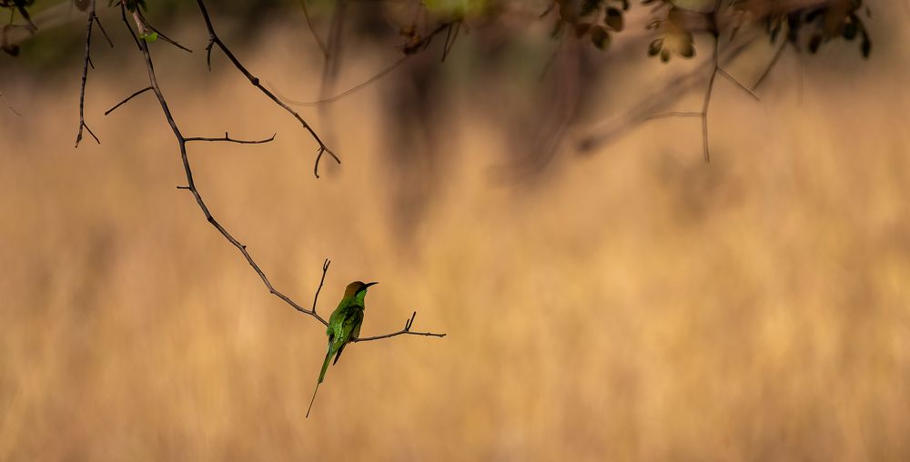 Photograph by Phani Krishna N