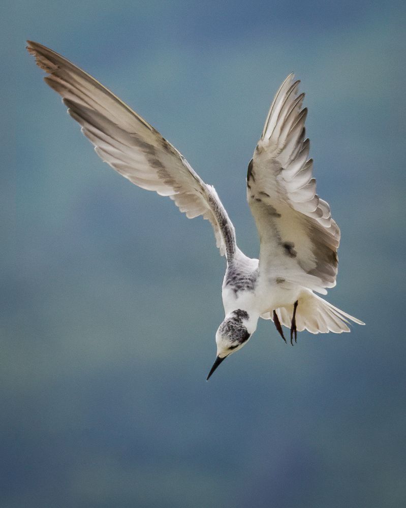 Фотография автора Pham Anh Vu