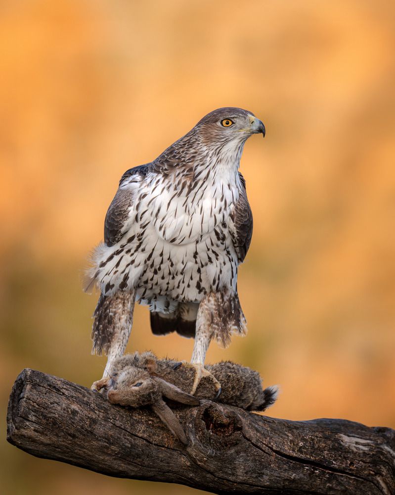 With prey under its talons!