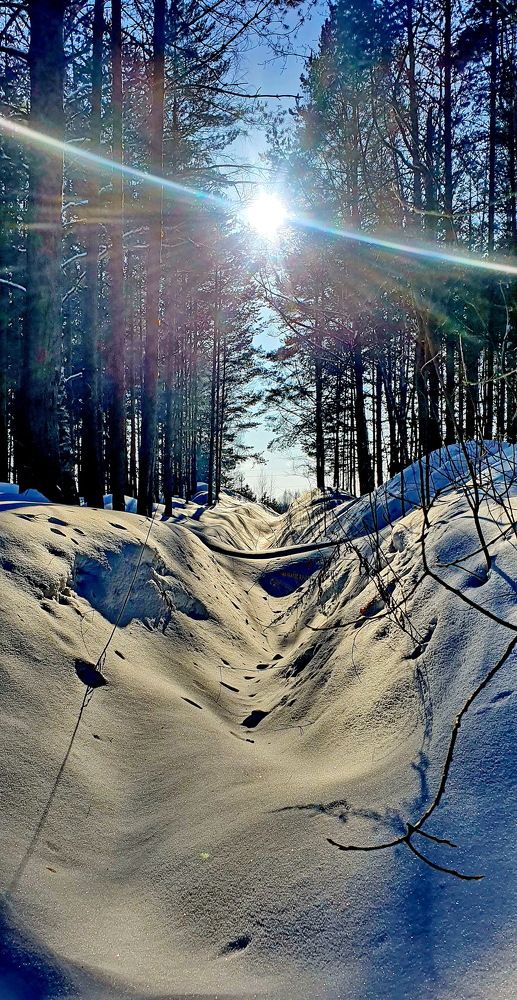 Сквозь ветки.