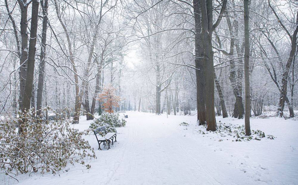 Autumn tree in winter park