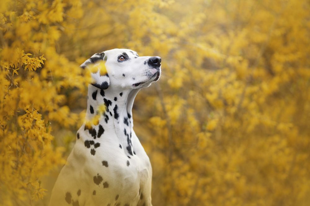 Фотография автора Rut Casanellas