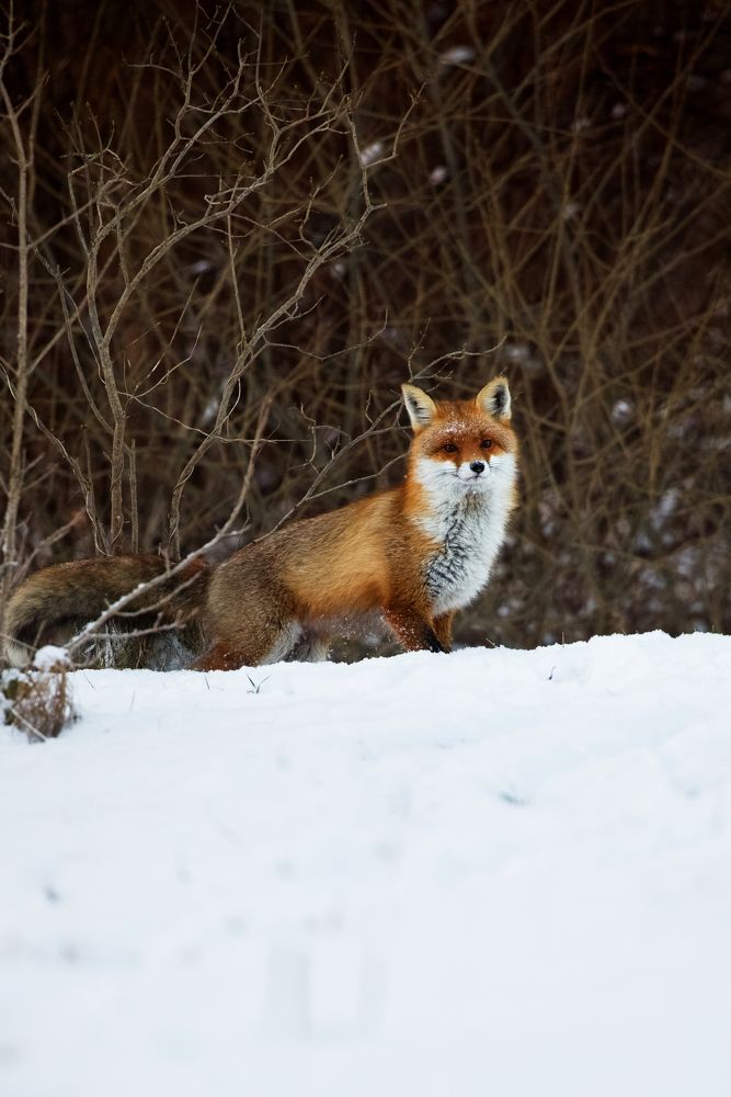 Fox in the wildlife